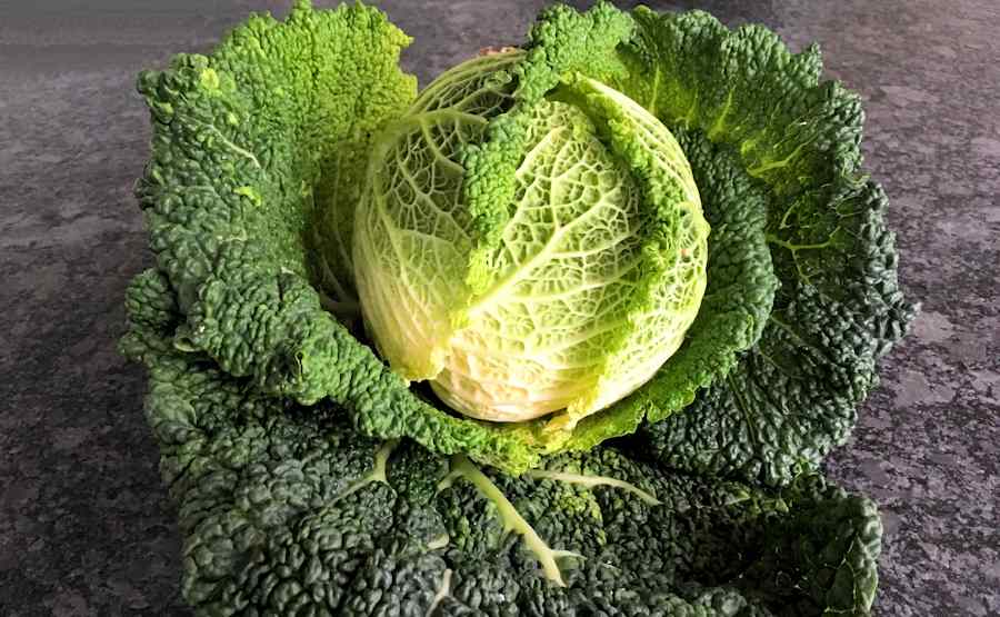 Savoy Cabbage